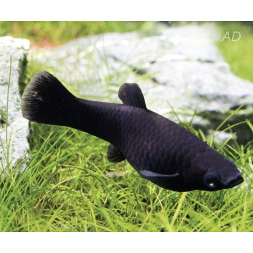 FOUDEBASSIN.COM POECILIA LATIPINNA BLACK MOLLY 4CM 8715897210044 V1459553