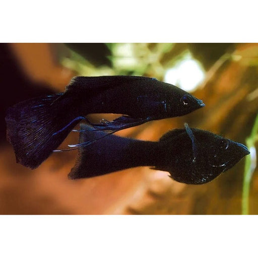 FOUDEBASSIN.COM POECILIA LATIPINNA BLACK MOLLY SLUIER 4CM 8715897209987 V1459613