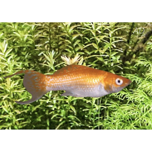 FOUDEBASSIN.COM POECILIA LATIPINNA ORANGE NEON LYRETAIL 4CM 8715897209895 V1459783
