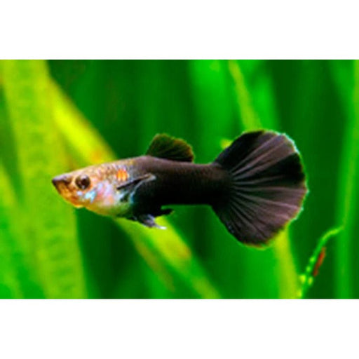 FOUDEBASSIN.COM POECILIA RETICULATUS BLACK TUXEDO (M) 3,5-4CM 8715897191343 V1456295