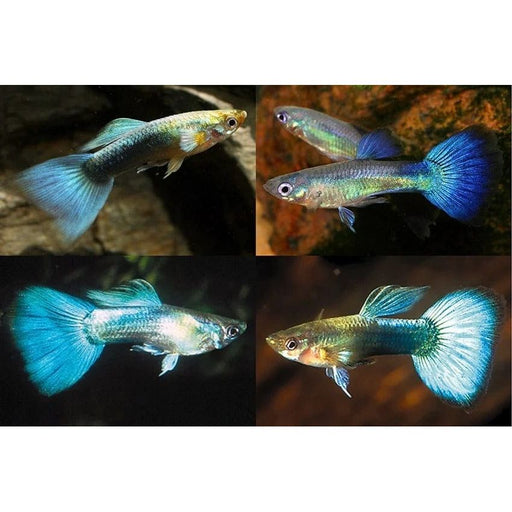 FOUDEBASSIN.COM POECILIA RETICULATUS BLUE MIX 3,5-4CM 8715897233432 V1456460