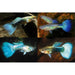 FOUDEBASSIN.COM POECILIA RETICULATUS BLUE MIX 3,5-4CM 8715897233432 V1456460