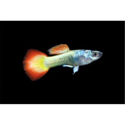 FOUDEBASSIN.COM POECILIA RETICULATUS FLAME (M) 3,5-4CM 8715897191350 V1456300