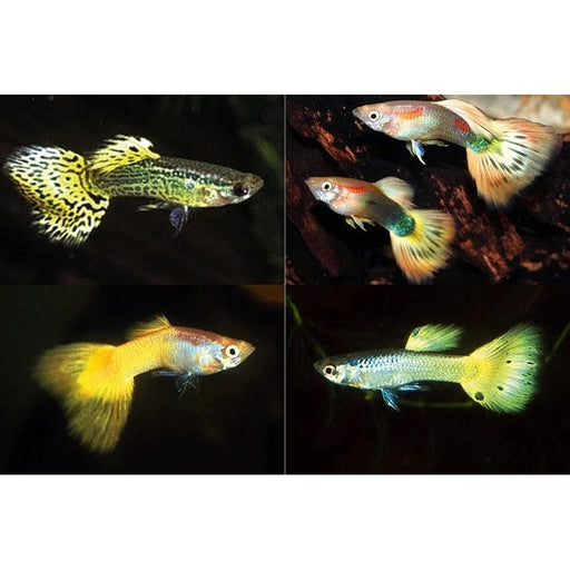FOUDEBASSIN.COM POECILIA RETICULATUS GEEL MIX (M) 3-3,5CM 8715897233425 V1456485
