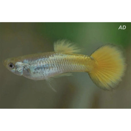 FOUDEBASSIN.COM POECILIA RETICULATUS GERMAN GEEL (M) 3,5-4CM 8715897224959 V1456298