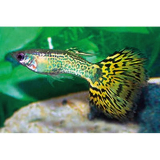 FOUDEBASSIN.COM POECILIA RETICULATUS GREEN COBRA (M) 3,5-4CM 8715897053658 V1456930