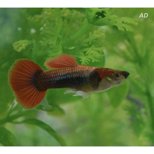 FOUDEBASSIN.COM POECILIA RETICULATUS HALF BLACK RED DELTA NEON (M) 3,5-4CM 8715897191374 V1456320