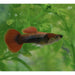 FOUDEBASSIN.COM POECILIA RETICULATUS HALF BLACK RED DELTA NEON (M) 3,5-4CM 8715897191374 V1456320