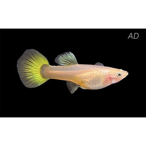 FOUDEBASSIN.COM POECILIA RETICULATUS LEMON (F) 3,5-4CM 8715897259616 V1456393