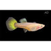 FOUDEBASSIN.COM POECILIA RETICULATUS LEMON (F) 3,5-4CM 8715897259616 V1456393