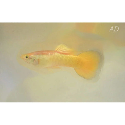 FOUDEBASSIN.COM POECILIA RETICULATUS LEMON (M) 3,5-4CM 8715897204982 V1456375