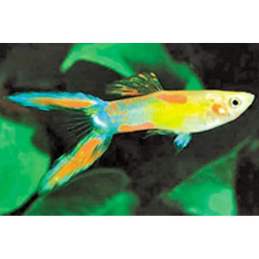 FOUDEBASSIN.COM POECILIA RETICULATUS LYRETAIL (M) 3-3,5CM 8715897205101 V1456380