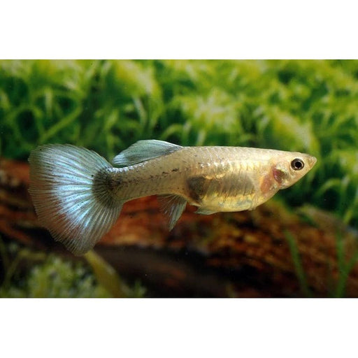 FOUDEBASSIN.COM POECILIA RETICULATUS METALLIC BLUE NEON (F) 3,5-4CM 8715897233470 V1456415
