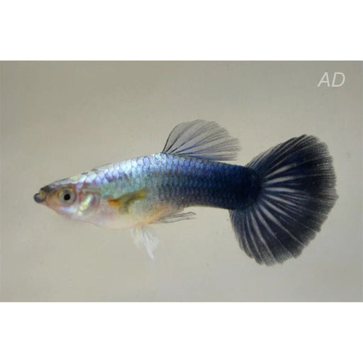 FOUDEBASSIN.COM POECILIA RETICULATUS METALLIC BLUE NEON (M) 3,5-4CM 8715897191398 V1456335