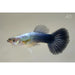 FOUDEBASSIN.COM POECILIA RETICULATUS METALLIC BLUE NEON (M) 3,5-4CM 8715897191398 V1456335