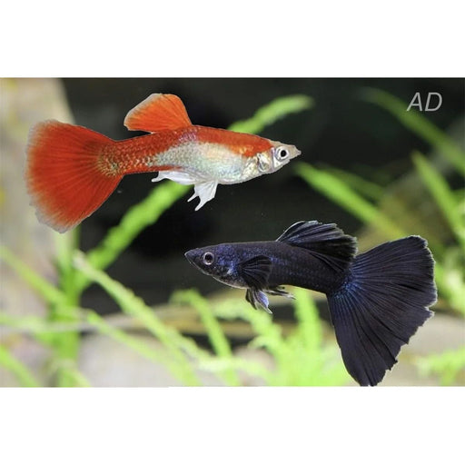 FOUDEBASSIN.COM POECILIA RETICULATUS MIX BLACK & RED (M) 3,5-4CM 8715897264832 V1456975