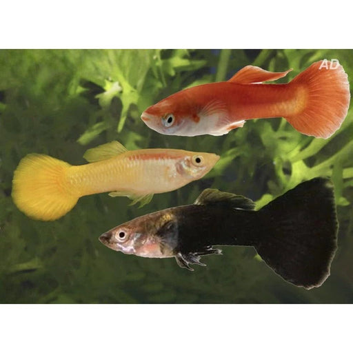 FOUDEBASSIN.COM POECILIA RETICULATUS MIX BLACK/YELLOW/RED (M) 3,5-4CM 8715897339325 V1457010
