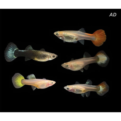 FOUDEBASSIN.COM POECILIA RETICULATUS MIX (F) 3,5-4CM 8715897192005 V1456305