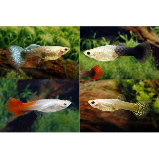 FOUDEBASSIN.COM POECILIA RETICULATUS MIX (F) 5-6CM 8715897237034 V1456413