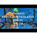 FOUDEBASSIN.COM POECILIA RETICULATUS MIX (F) 5-6CM 8715897237034 V1456413