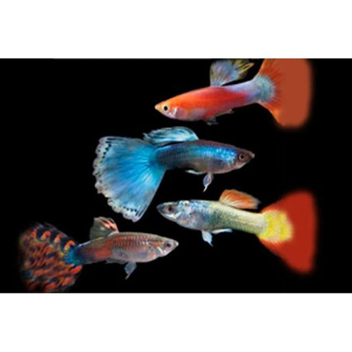 FOUDEBASSIN.COM POECILIA RETICULATUS MIX (M) 4-4,5CM 8715897320828 V1456995
