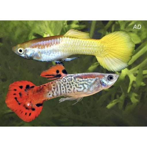 FOUDEBASSIN.COM POECILIA RETICULATUS MIX PINKY SHINE (M) 3,5-4CM 8715897339332 V1457015