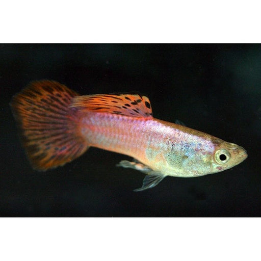 FOUDEBASSIN.COM POECILIA RETICULATUS PINK (M) 3,5-4CM 8715897259630 V1456517
