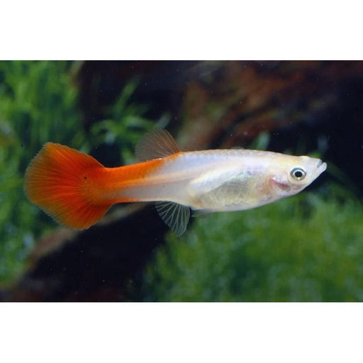 FOUDEBASSIN.COM POECILIA RETICULATUS RED BLOND (F) 3,5-4CM 8715897233463 V1456435