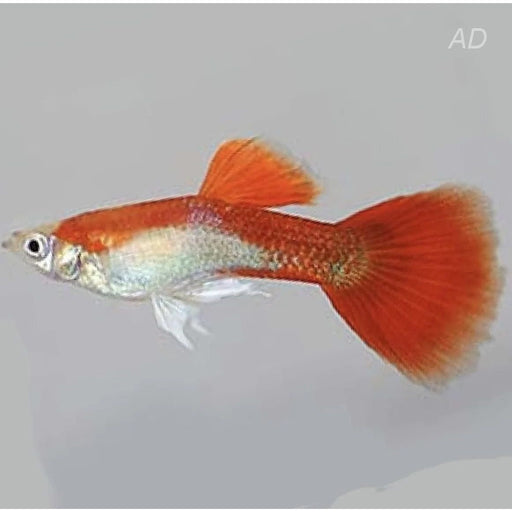 FOUDEBASSIN.COM POECILIA RETICULATUS RED BLOND (M) 3,5-4CM 8715897205163 V1456395
