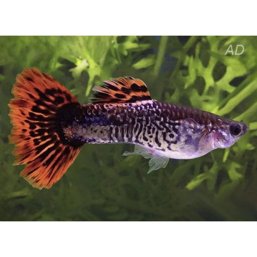 FOUDEBASSIN.COM POECILIA RETICULATUS RED COBRA (M) 3,5-4CM 8715897053726 V1457070