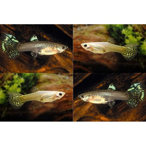 FOUDEBASSIN.COM POECILIA RETICULATUS SNAKE SKIN MIX (F) 3,5-4CM 8715897233494 V1456420