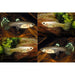 FOUDEBASSIN.COM POECILIA RETICULATUS SNAKE SKIN MIX (F) 3,5-4CM 8715897233494 V1456420