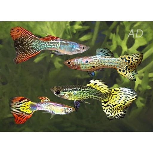 FOUDEBASSIN.COM POECILIA RETICULATUS SNAKESKIN MIX (M) 3,5-4CM 8715897258077 V1456640