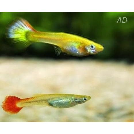 FOUDEBASSIN.COM POECILIA RETICULATUS SUPERB (F) 3,5-4CM 8715897204951 V1456365