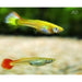 FOUDEBASSIN.COM POECILIA RETICULATUS SUPERB (F) 3,5-4CM 8715897204951 V1456365