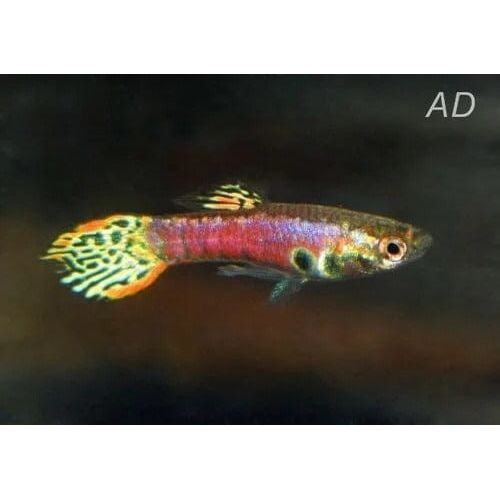 FOUDEBASSIN.COM POECILIA RETICULATUS TIGER NEON (M) 3,5-4CM 8715897339370 V1457030