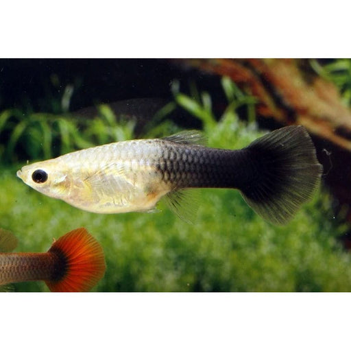 FOUDEBASSIN.COM POECILIA RETICULATUS TUXEDO BLACK (F) 3,5-4CM 8715897233500 V1456440