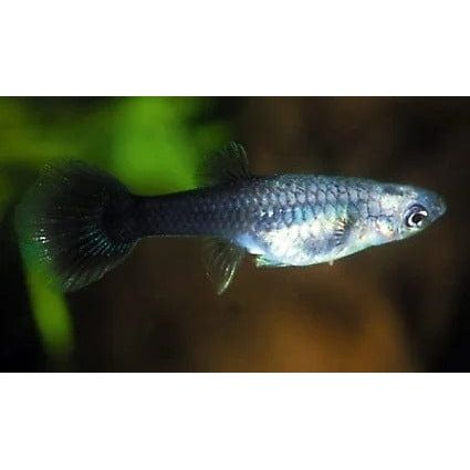 FOUDEBASSIN.COM POECILIA RETICULATUS TUXEDO (F) 3,5-4CM 8715897259623 V1456437