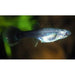 FOUDEBASSIN.COM POECILIA RETICULATUS TUXEDO (F) 3,5-4CM 8715897259623 V1456437