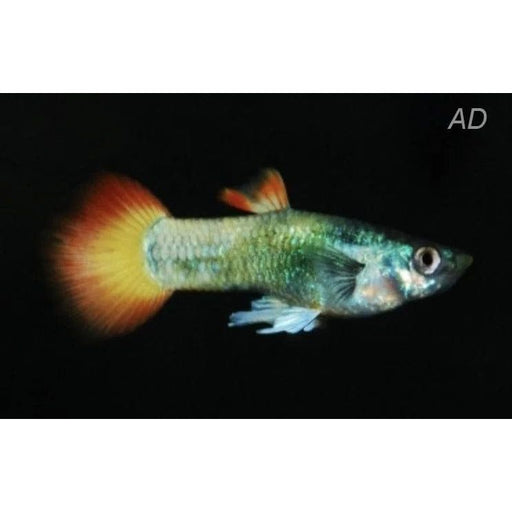 FOUDEBASSIN.COM POECILIA RETICULATUS TUXEDO NEON FLAME (M)3- 3,5CM 8715897233401 V1456445