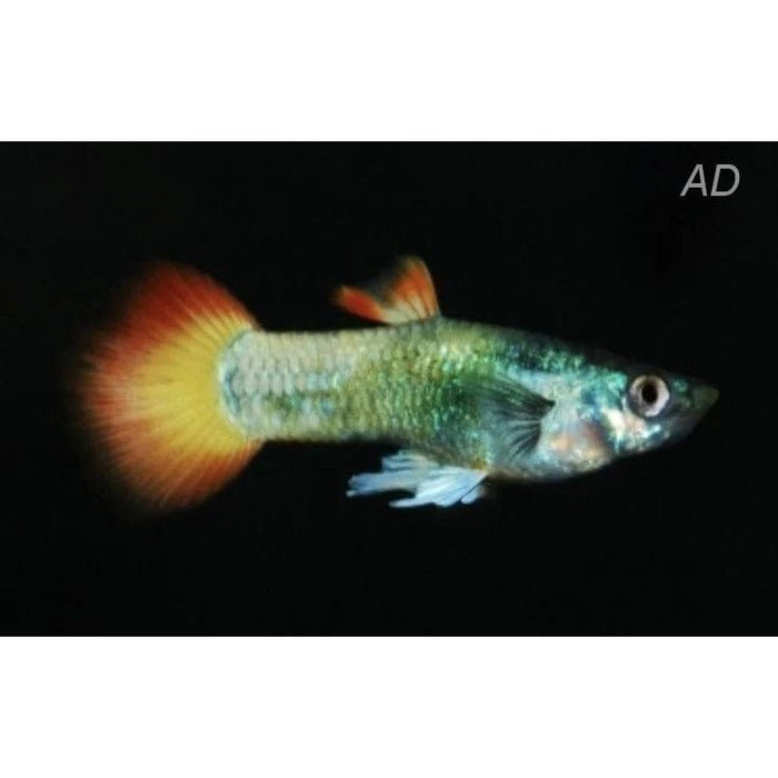 FOUDEBASSIN.COM POECILIA RETICULATUS TUXEDO NEON FLAME (M)3- 3,5CM 8715897233401 V1456445