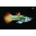 FOUDEBASSIN.COM POECILIA RETICULATUS TUXEDO NEON FLAME (M)3- 3,5CM 8715897233401 V1456445