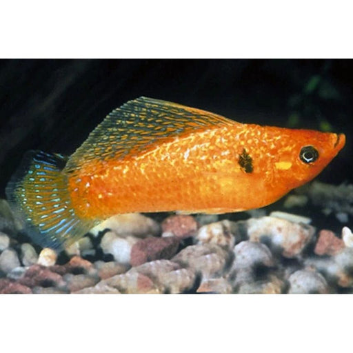 FOUDEBASSIN.COM POECILIA SPHENOPS YUCATAN MIX 2,5-3CM 8715897300660 V1459550