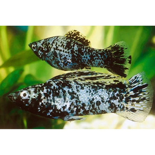 FOUDEBASSIN.COM POECILIA VELIFERA DALMATIËR 4-5CM 8715897209925 V1459693