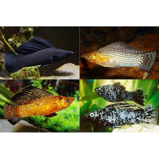 FOUDEBASSIN.COM POECILIA VELIFERA MIX 4-5CM 8715897209857 V1459793