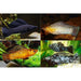 FOUDEBASSIN.COM POECILIA VELIFERA MIX, PAAR 5-6CM 8715897209802 V1459833