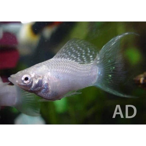 FOUDEBASSIN.COM POECILIA VELIFERA SILVER LYRETAIL 4-5CM 8715897209680 V1459913
