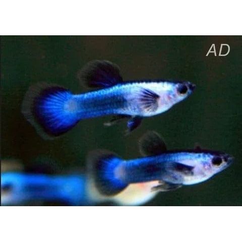 FOUDEBASSIN.COM POECILIA WINGEI BLUE PANDA 1,4-1,7CM 8715897283079 V1456787