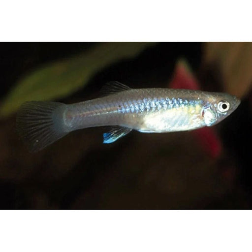 FOUDEBASSIN.COM POECILIA WINGEI (F) 3-3,5CM 8715897233487 V1456425