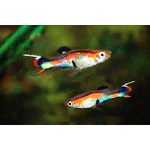 FOUDEBASSIN.COM POECILIA WINGEI (M) 2-2,5 CM 8715897191619 V1456360